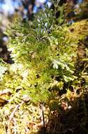 Image de Hymenophyllum villosum Col.