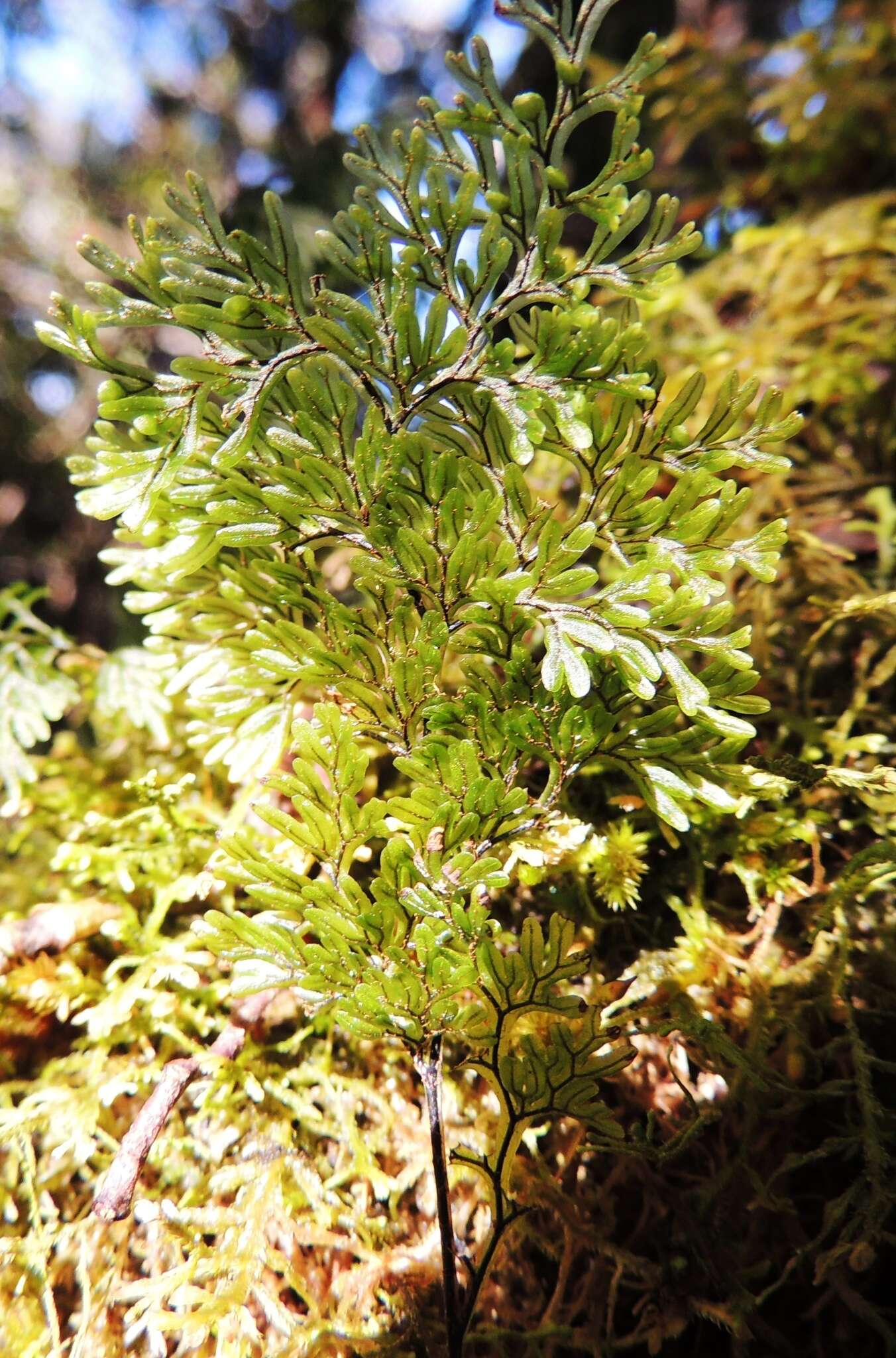 Image de Hymenophyllum villosum Col.