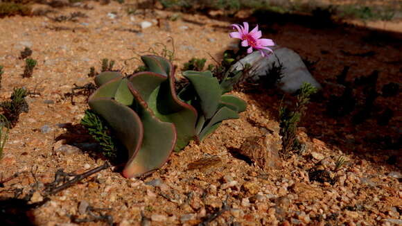 Image of Othonninae