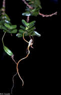 Imagem de Angraecum conchoglossum Schltr.