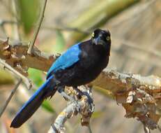 Image of San Blas Jay