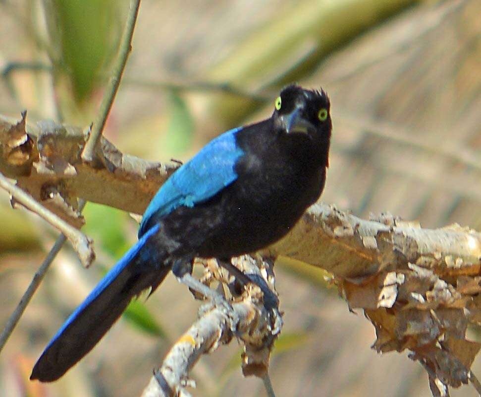 Image of San Blas Jay