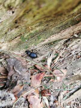 Image of Cychrus caraboides (Linnaeus 1758)