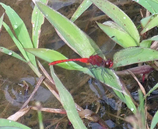 Image of Red Percher Dragonfly