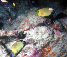 Image of Golden spotted angelfish