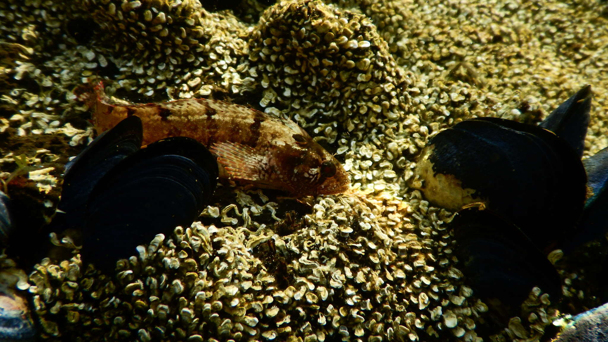 Image of Common Weedfish