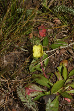 Image of Oenothera multicaulis Ruiz & Pav.