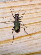 Image of Cliff tiger beetle