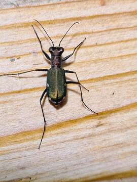 Image of Cliff tiger beetle