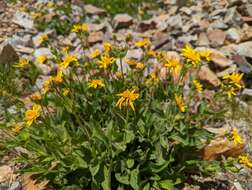 Image of hairy arnica