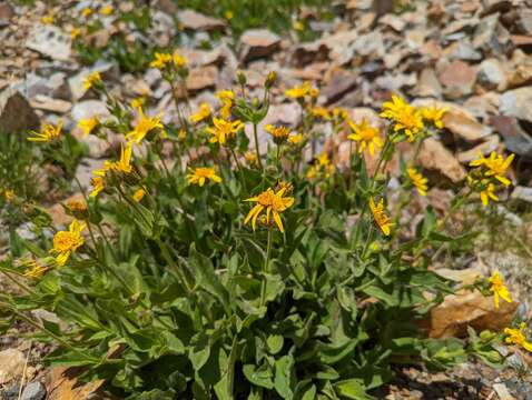 Image of hairy arnica