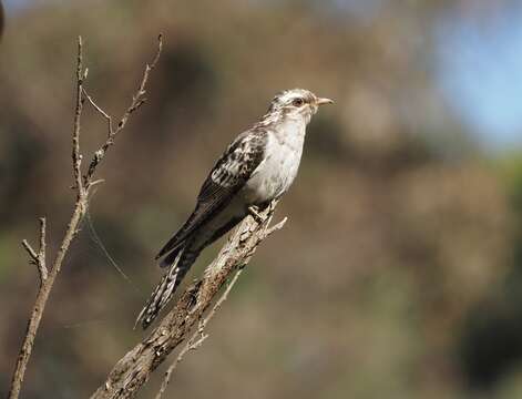 Image of Pallid Cuckoo