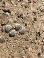 Image of Lithops herrei L. Bol.