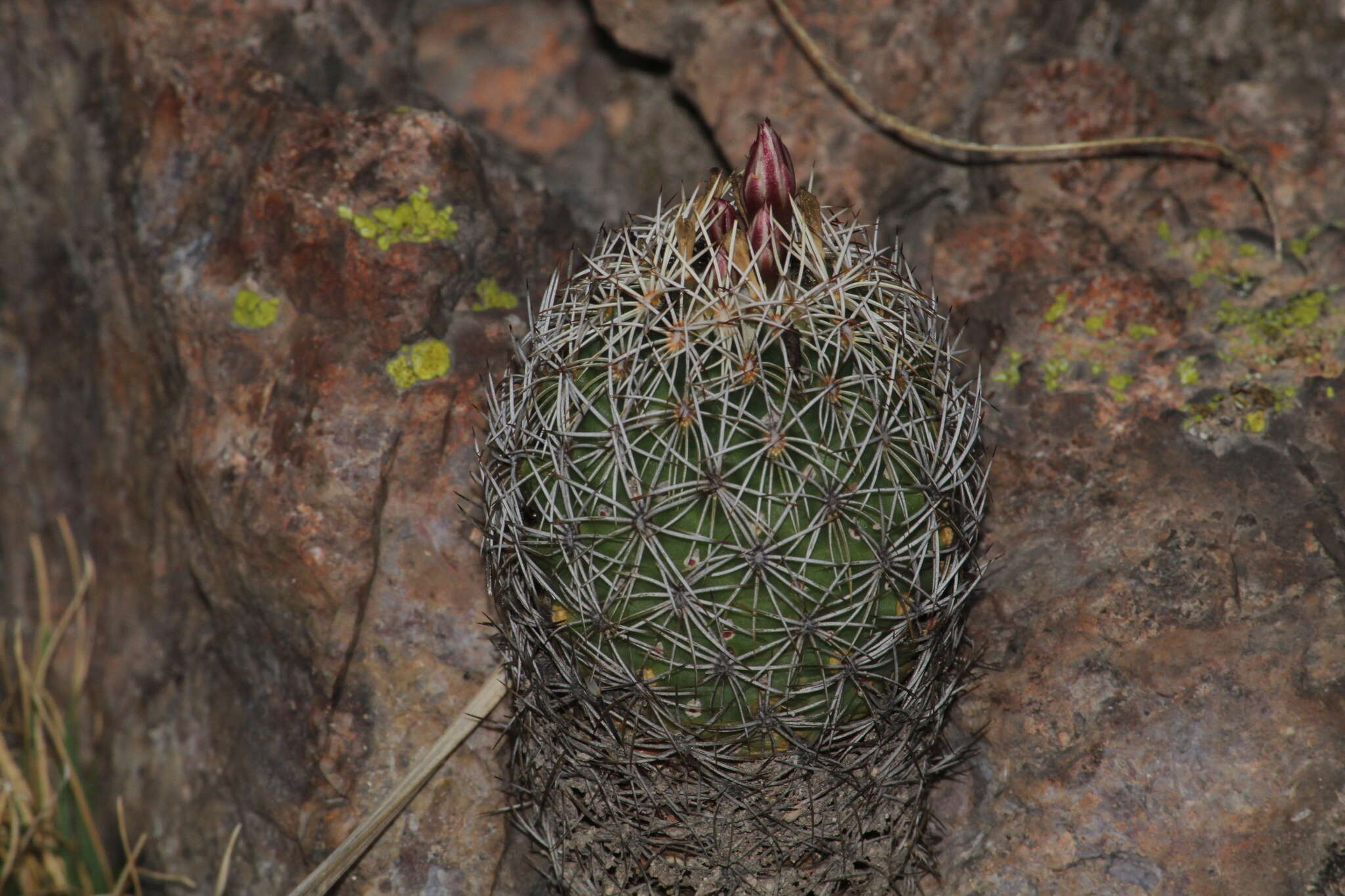 Image of Coryphantha potosiana (Jacobi) Glass & R. A. Foster