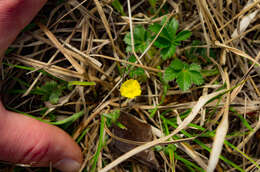 Image of dwarf cinquefoil