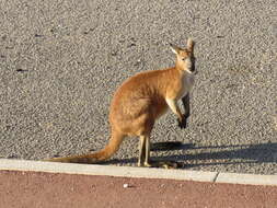 Macropus robustus erubescens Sclater 1870的圖片