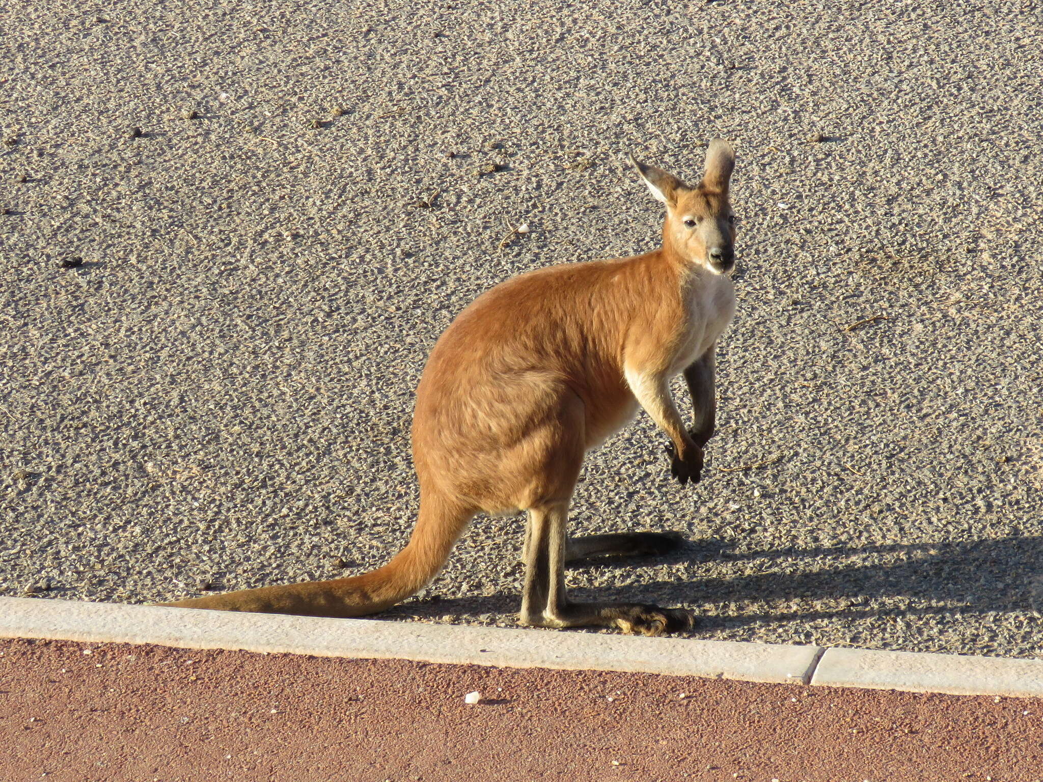 Macropus robustus erubescens Sclater 1870的圖片