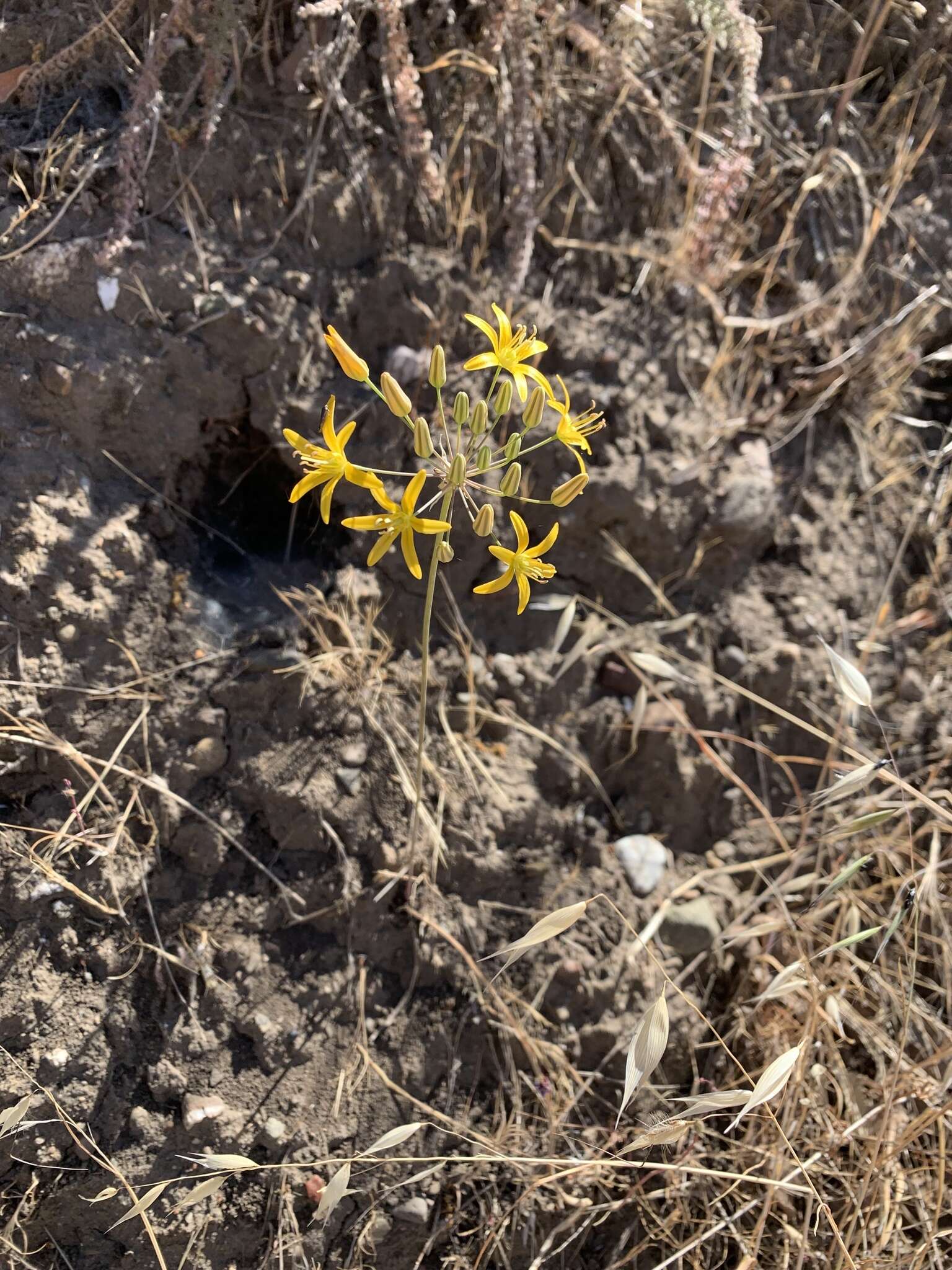 Слика од Bloomeria crocea var. aurea (Kellogg) Ingram