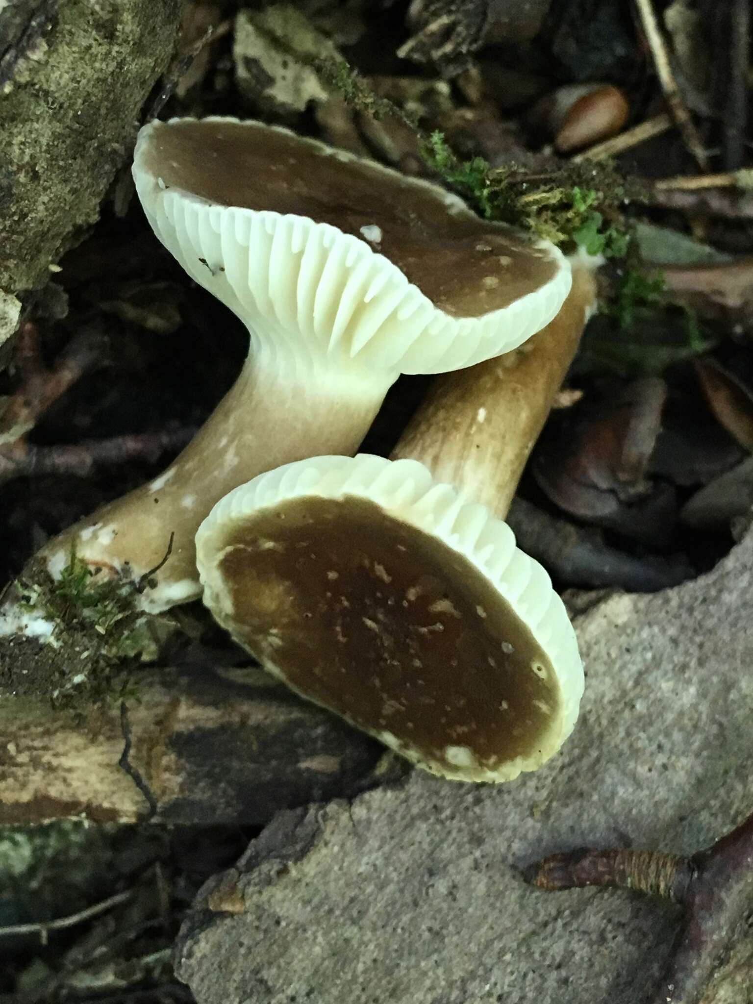 Image of Lactarius gerardii Peck 1873