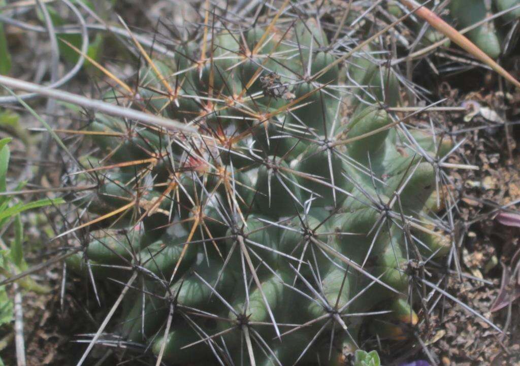 Image of Coryphantha georgii Boed.