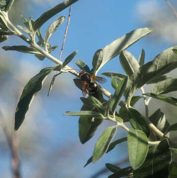 Image of Sphecius antennatus (Klug 1845)