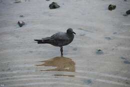 Image of Lava Gull