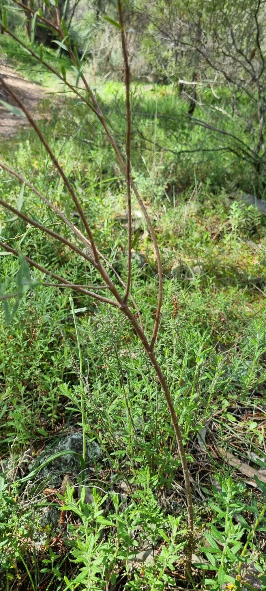 Image of Pimelea stricta Meissn.