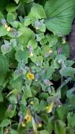 Image of Dudley's monkeyflower