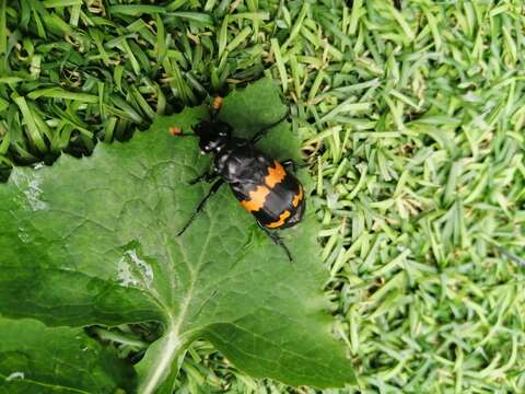 Image of Nicrophorus (Nicrophorus) mexicanus (Matthews & A. 1887)