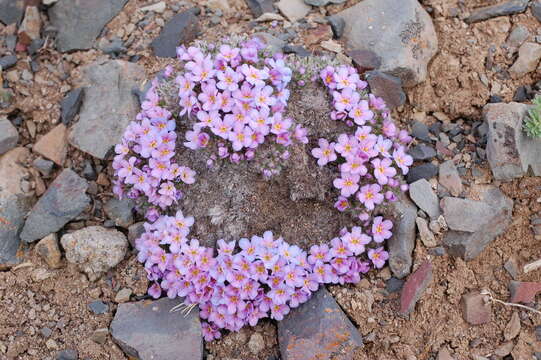 Plancia ëd Eritrichium nanum var. aretioides (Cham.) Herder