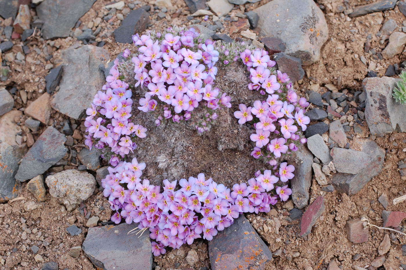 صورة Eritrichium nanum var. aretioides (Cham.) Herder