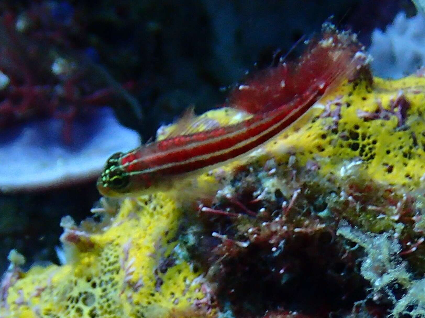 Image of Lined Triplefin