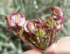 Imagem de Pteryxia terebinthina var. californica (Coult. & Rose) Mathias