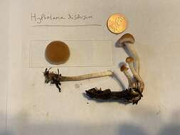 Image of Hypholoma dispersum Quél. 1872