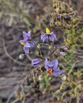 Image of Solanum pinnatum Cav.