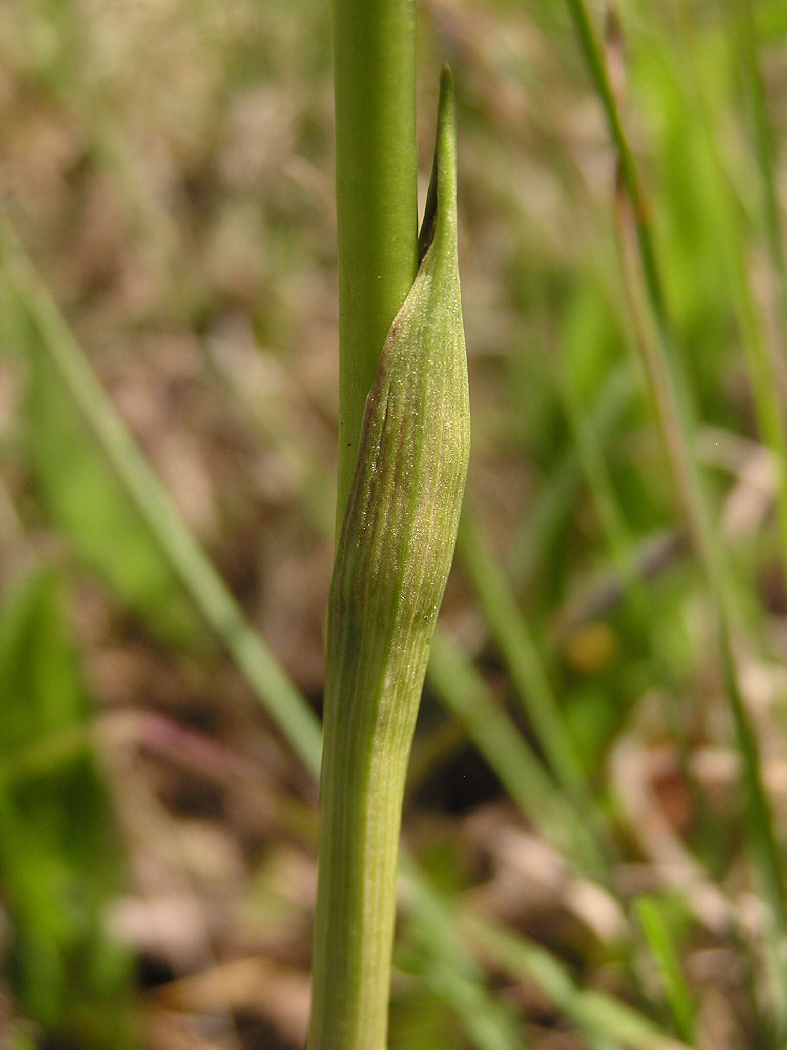 Image de Eulophia hians var. hians