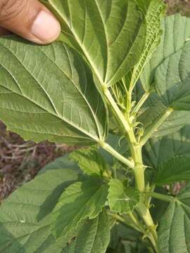 Image de Cullen corylifolium (L.) Medik.