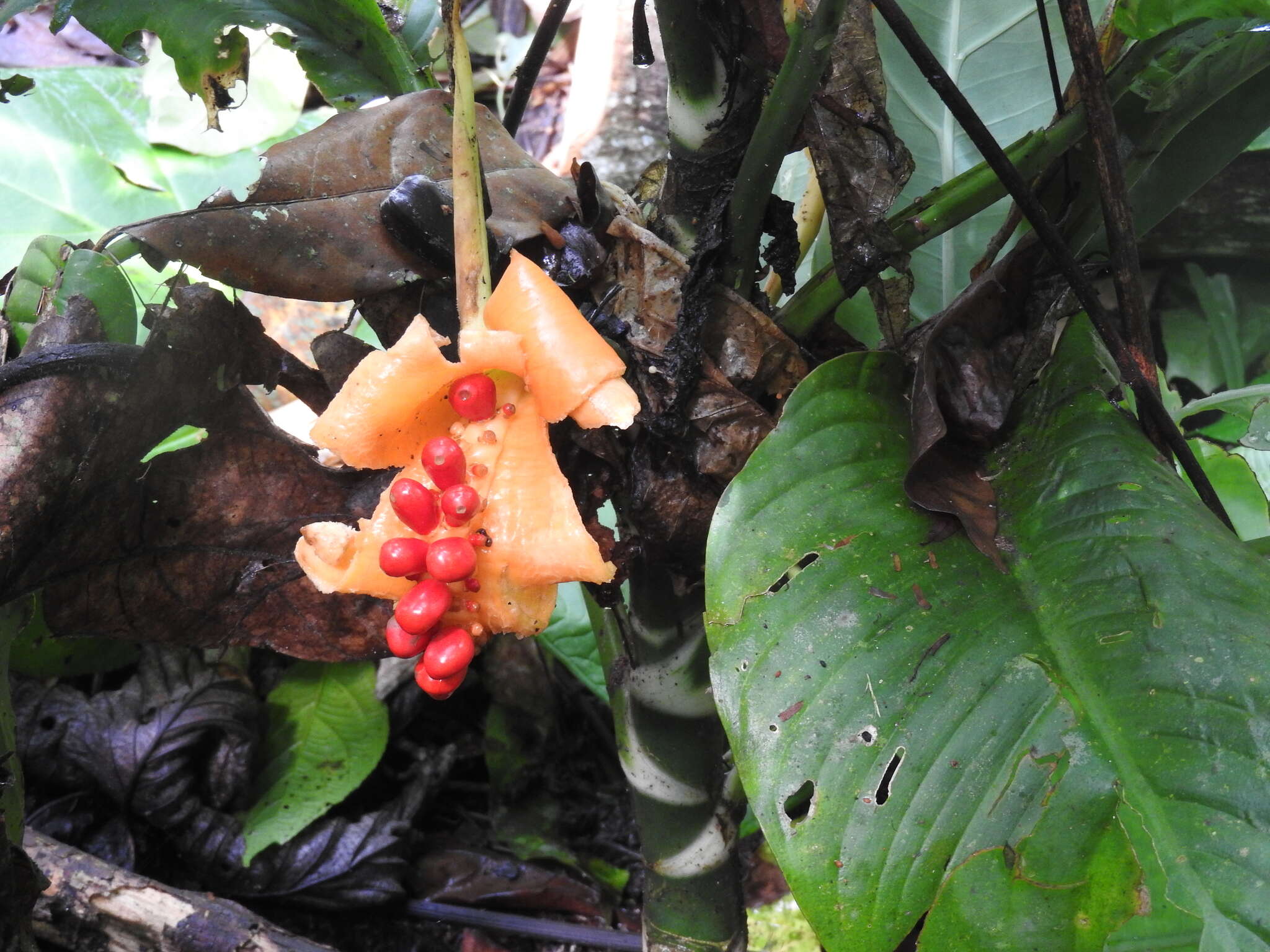 Image of Dieffenbachia wendlandii Schott