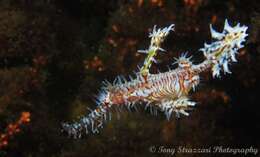 Image of Ornate ghost pipefish