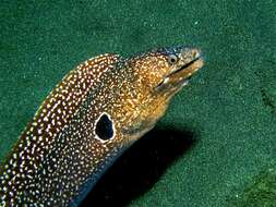 Image of Hourglass moray