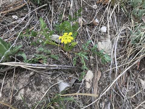 Image of leafy wildparsley