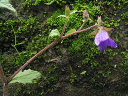 Imagem de Campanula pallida Wall.