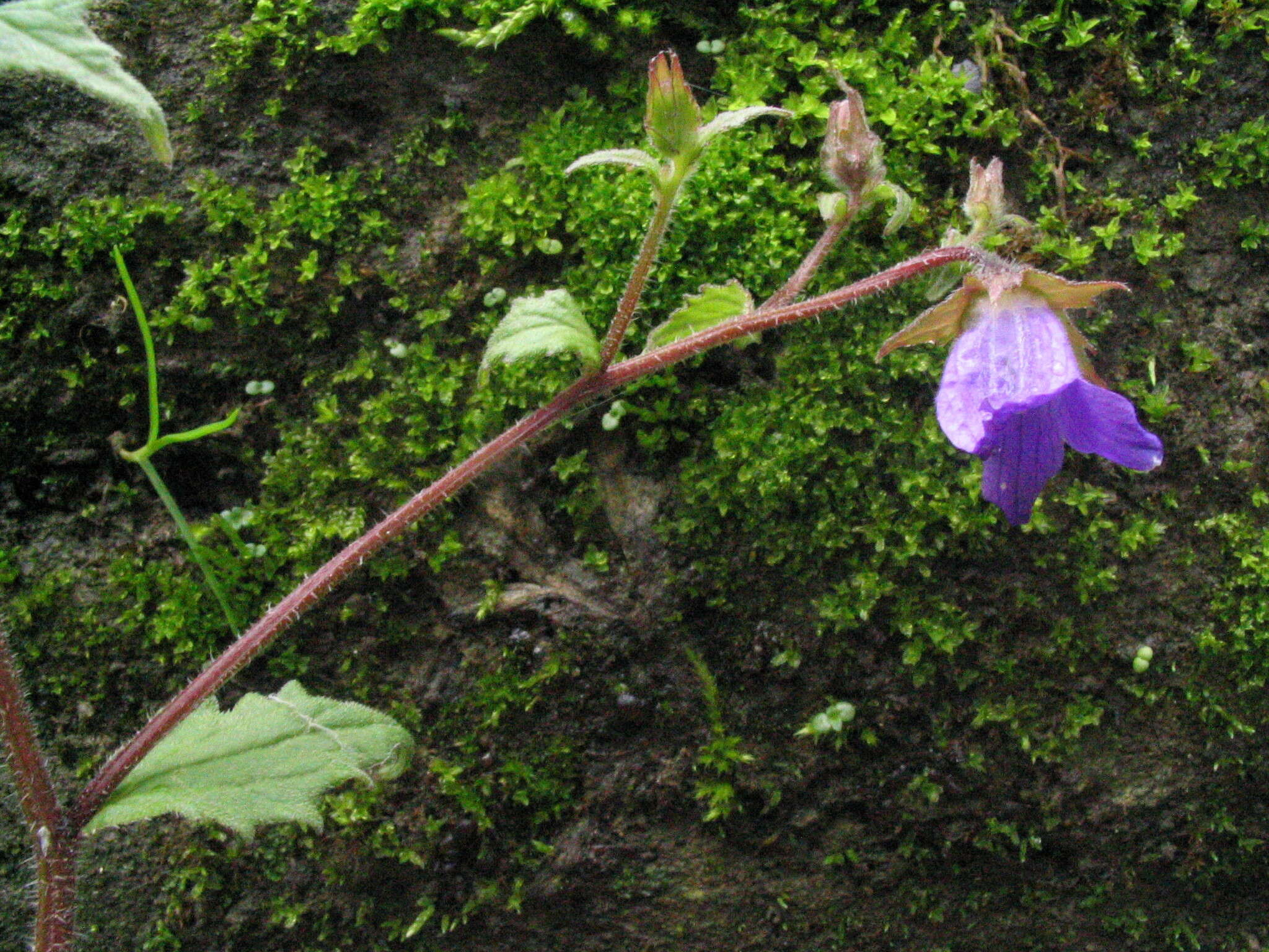 Imagem de Campanula pallida Wall.