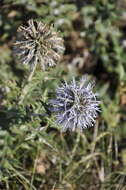 Image of southern globethistle