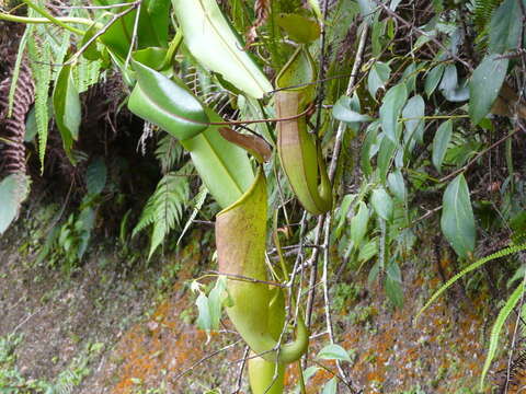 Image of Pitcher Plant