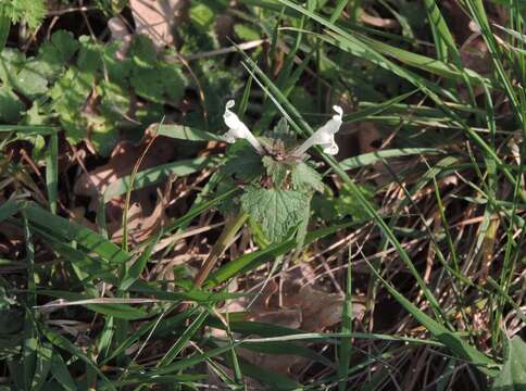 Image of Lamium bifidum Cirillo