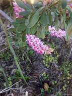 Imagem de Indigofera cytisoides Thunb.