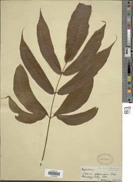 Image of <i>Tectaria polymorpha</i> (Wall. ex Hook.) Copel.