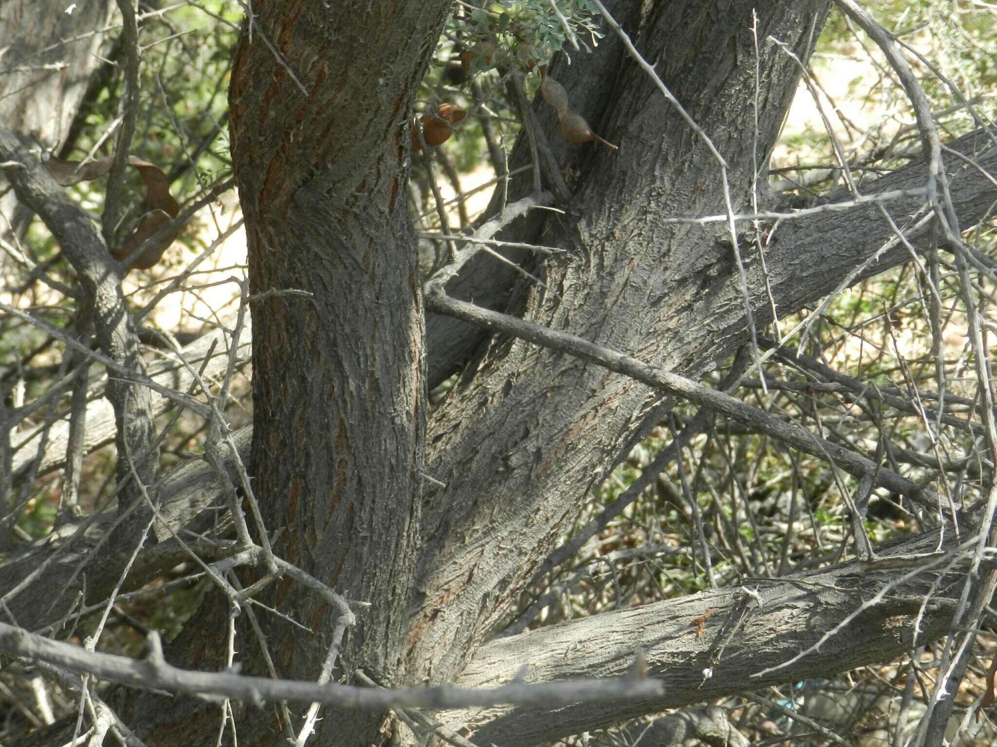 Image of Senegalia peninsularis Britton & Rose