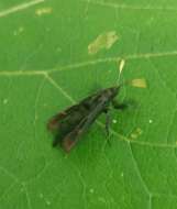 Image of Virginia Creeper Clearwing